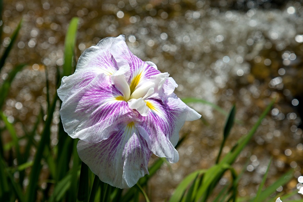 Japanse tuin belgie hasselt koivissen gele Iris ensata koi Cyprinus carpio lente bloesem kersenbloesem voorjaar